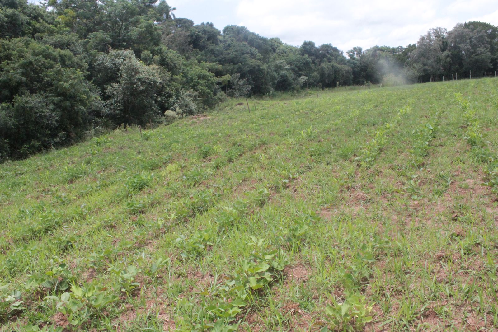 UA - Botucatu (Claudio), Itatinga/SP